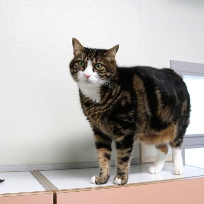 Zimba